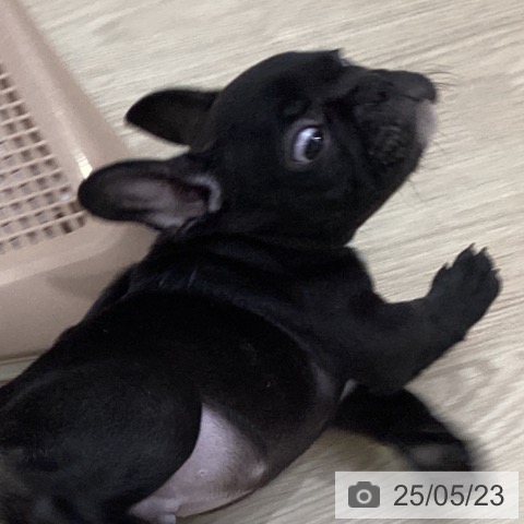 フレンチ・ブルドッグの写真