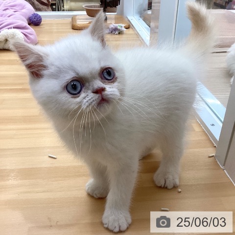 エキゾチックの写真