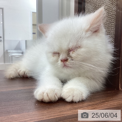 エキゾチックの写真