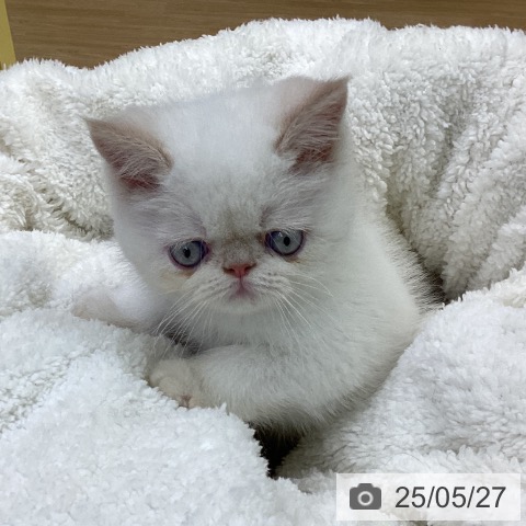 エキゾチックの写真