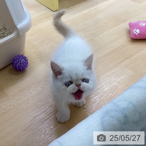 エキゾチックの写真