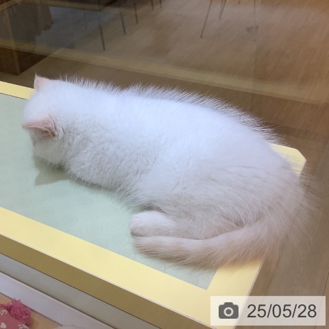 エキゾチックの写真