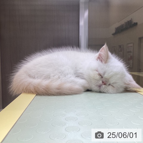 エキゾチックの写真
