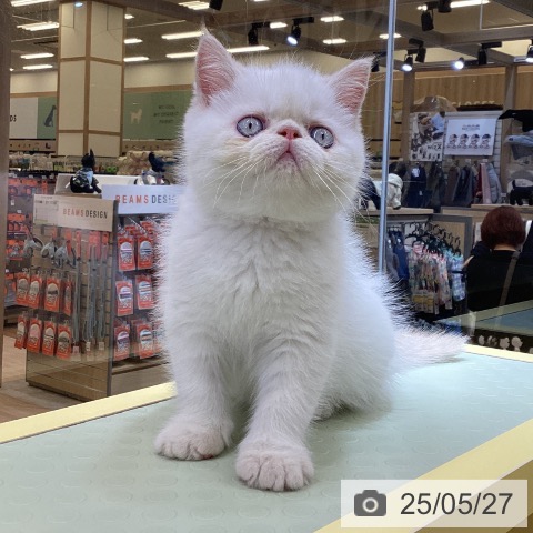 エキゾチックの写真