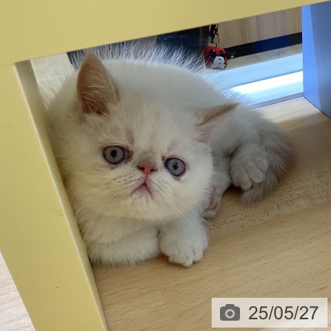 エキゾチックの写真