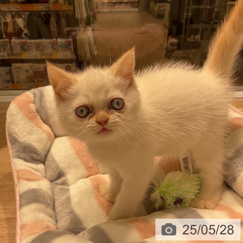 エキゾチックの写真