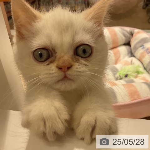 エキゾチックの写真