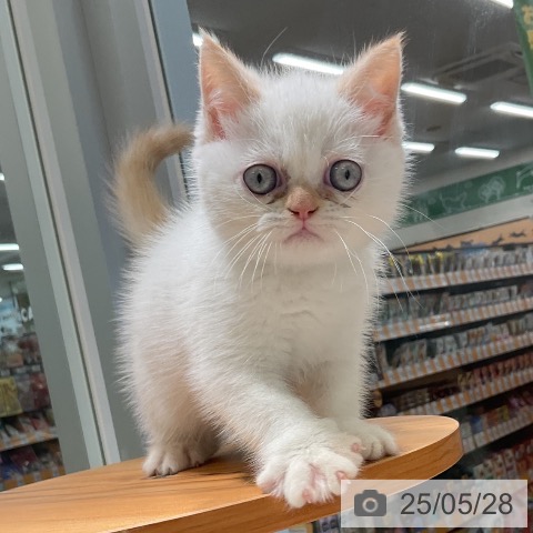 エキゾチックの写真