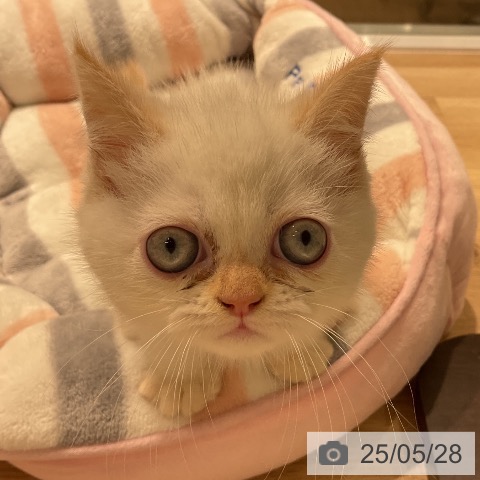 エキゾチックの写真