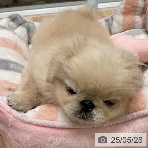 ペキニーズの写真