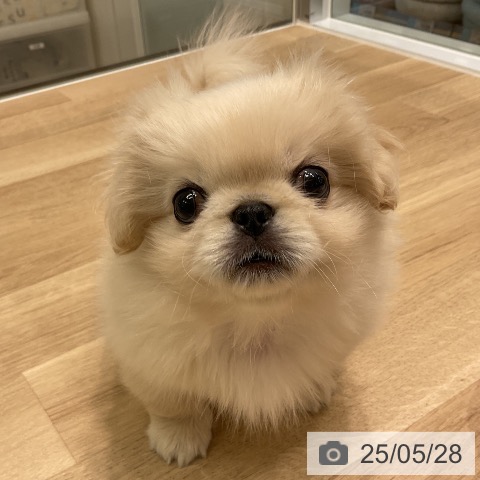 ペキニーズの写真