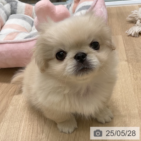 ペキニーズの写真