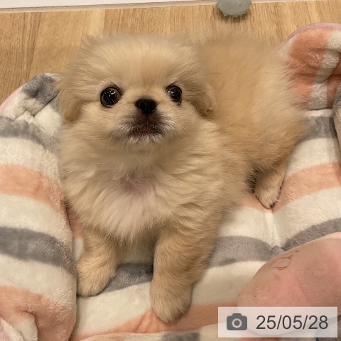 ペキニーズの写真