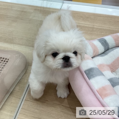 ペキニーズの写真