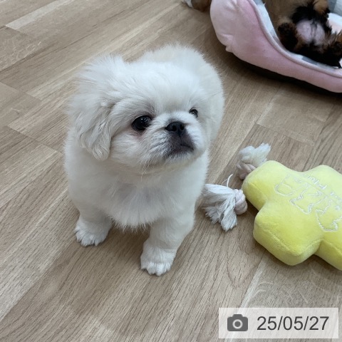 ペキニーズの写真