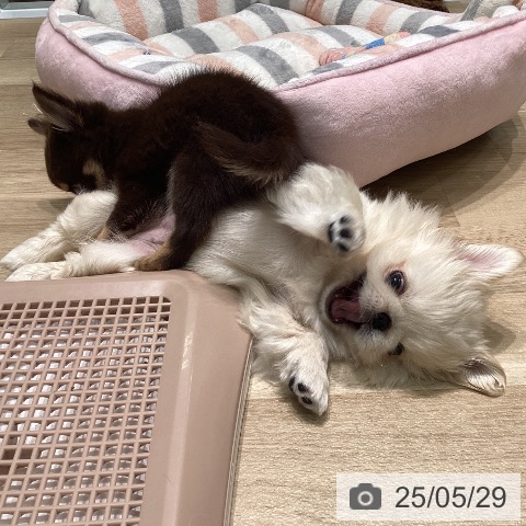 ペキニーズの写真
