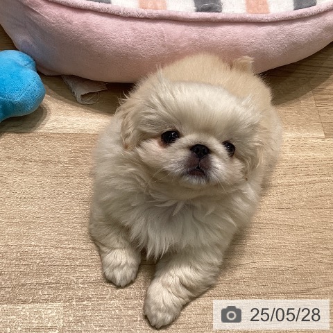 ペキニーズの写真