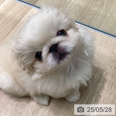 ペキニーズの写真
