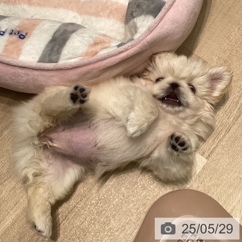 ペキニーズの写真