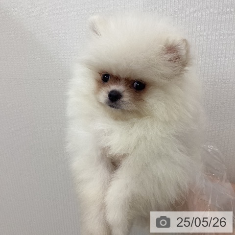 ポメラニアンの写真