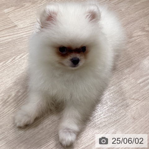 ポメラニアンの写真