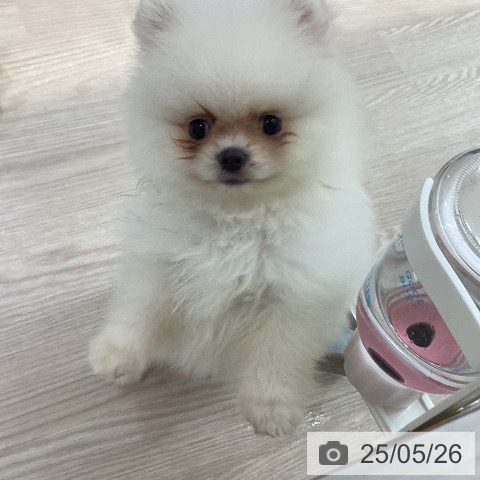 ポメラニアンの写真