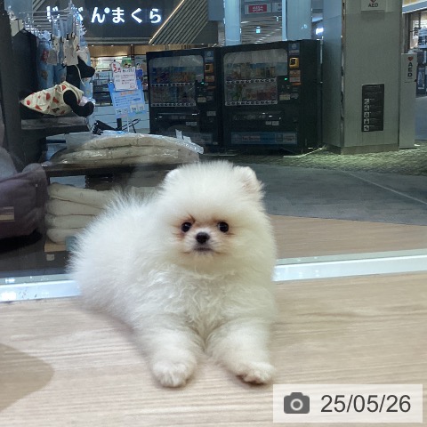 ポメラニアンの写真