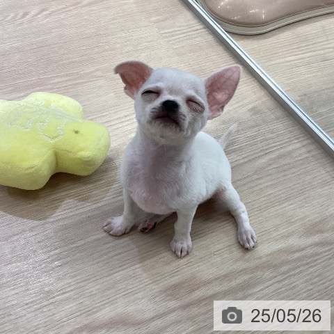 チワワの写真