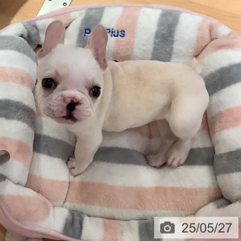 フレンチ・ブルドッグの写真