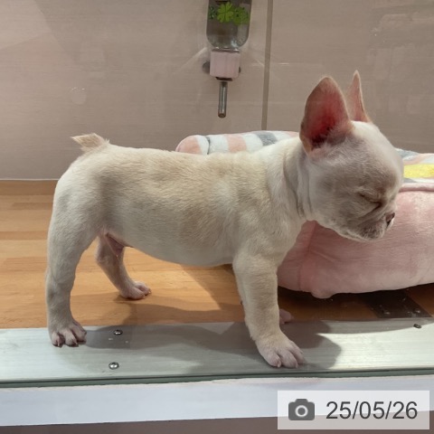 フレンチ・ブルドッグの写真