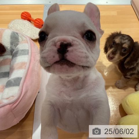 フレンチ・ブルドッグの写真