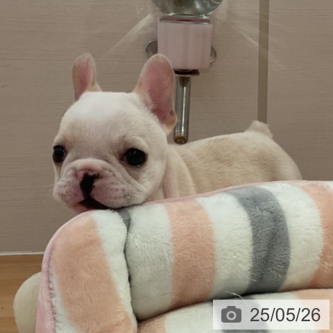 フレンチ・ブルドッグの写真