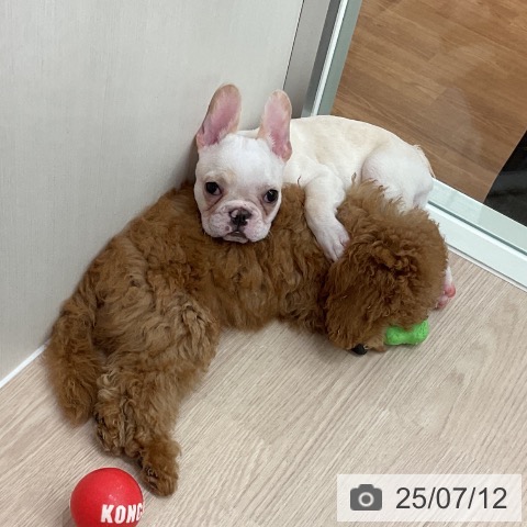 フレンチ・ブルドッグの写真