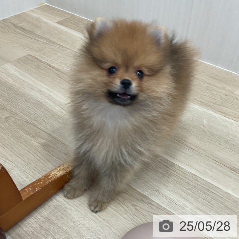ポメラニアンの写真
