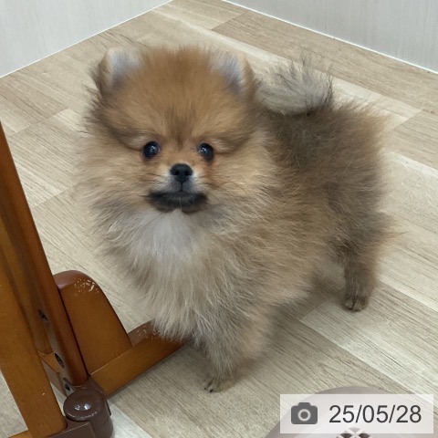 ポメラニアンの写真