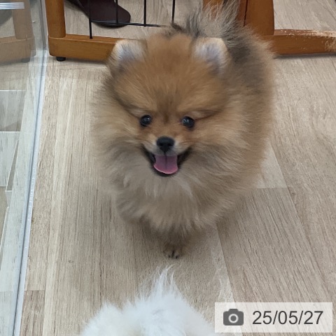 ポメラニアンの写真