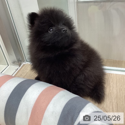 ポメラニアンの写真