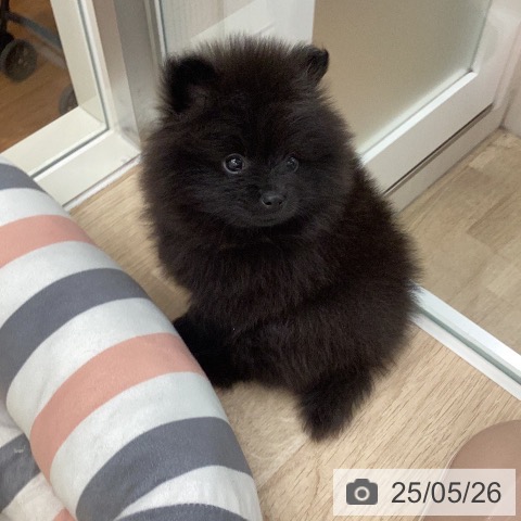 ポメラニアンの写真
