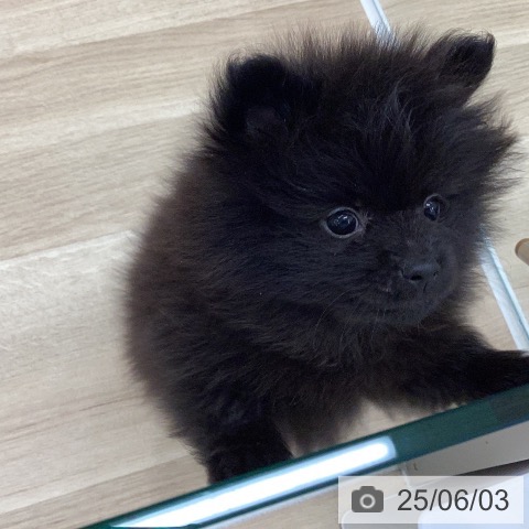 ポメラニアンの写真