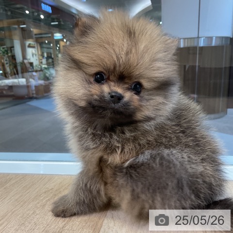 ポメラニアンの写真