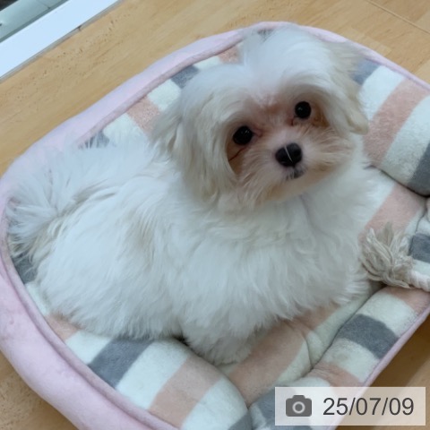 マルチーズの写真
