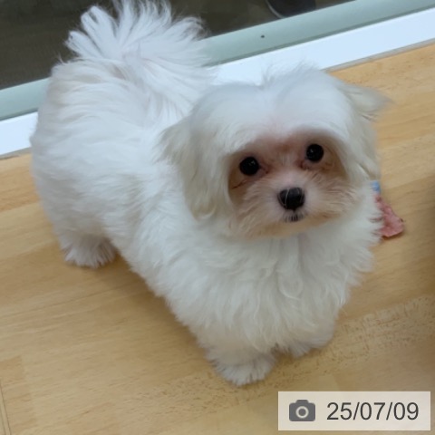 マルチーズの写真