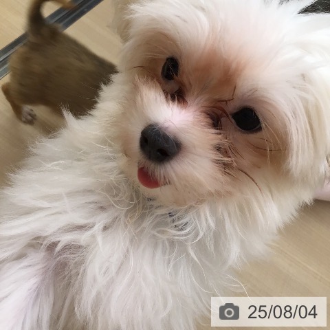 マルチーズの写真