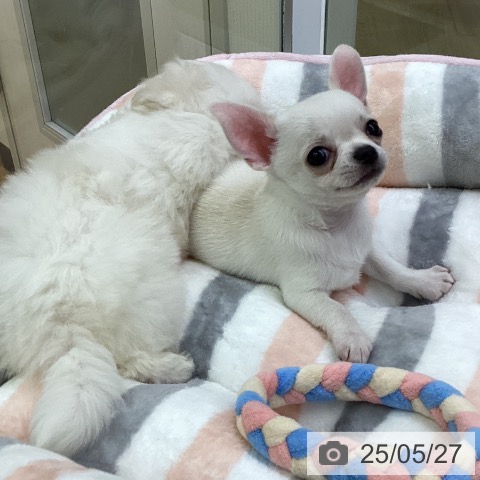 チワワの写真