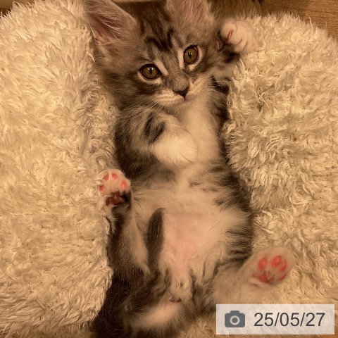 メインクーンの写真