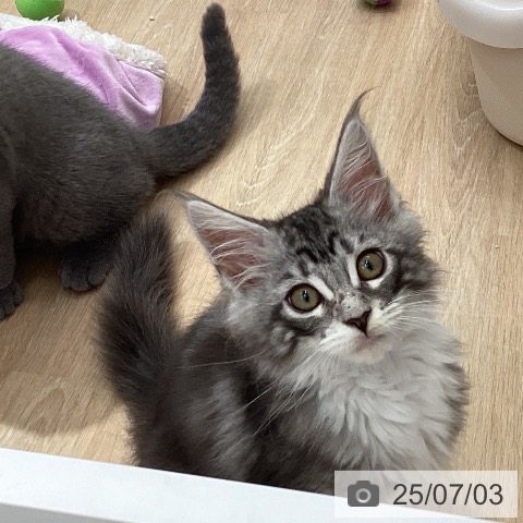 メインクーンの写真