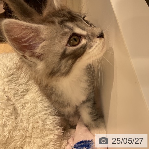 メインクーンの写真