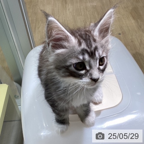 メインクーンの写真