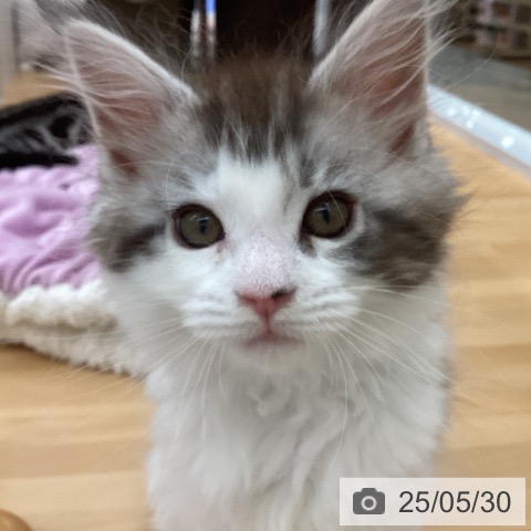 メインクーンの写真