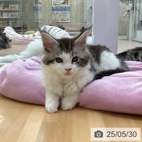 メインクーンの写真